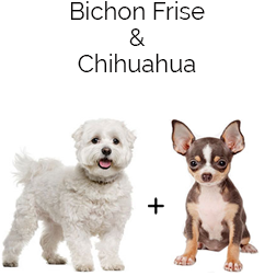 Chi-Chon Dog